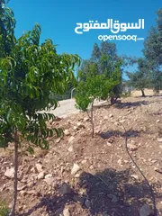  1 مزرعة للبيع من اراضي غرب عمان  منطقة البصة (ابو السوس ) للبيع بسعر مغري