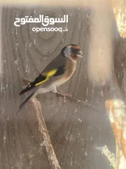  1 جواز حساسين شغالات اقراء الإعلان