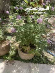  3 نبتة العطرية مزهرة ورائحة فواحة