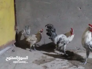  1 دجاج فيومي صحه خير من الله