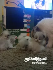  5 قطط صغيرة ....اي استفسار