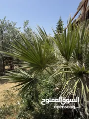  4 مزرعة للبيع