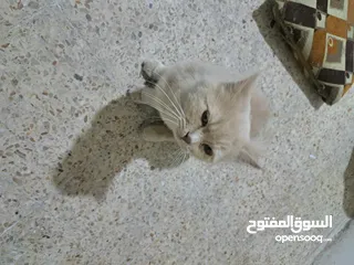  2 قط هملايا عمر سنة ذكر فول ألافة