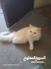  13 قطط شانشبلا للبيع