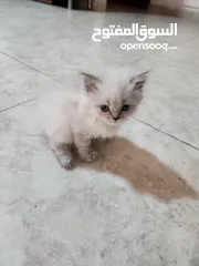  3 كيتنز هملايا بلو بيور /قطط هملايا