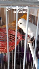  5 جوز كنار للبيع
