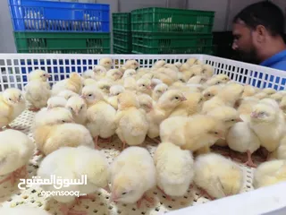  5 1day chicks صیانت الحم