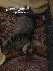  2 قطة انثى للتبني