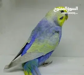  1 اقراء الوصف