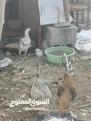  4 دجاج عرب مال بيت ملقح ديج ودجاجتين بياضات