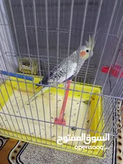  2 بيع طير العصفور جديد