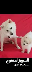  7 Japanese Spitz puppys