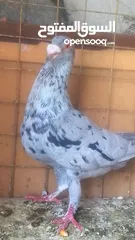  3 بسم الله والصلاه على رسول الله فحول طيور حمام وجواز للبيع