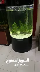  2 Big  fish tank (round shape)