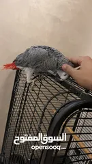  2 كاسكو مزرعة للبيع حبة بالصلاة علنبي