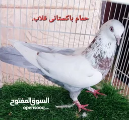  23 Russian tumbler pigeon for sale.and turkish tumbler pigeon for sale and Pakistani tumbler pigeon for