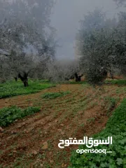  14 منزل على قطعة أرض 2 دونوم ، لمعرفة السعر الرجاء التواصل على الرقم في الوصف