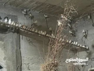  1 يوجد لدي مزرعة طائر فنك(زيبرا) للبيع مزرعه كامله 300جوز....جوز ع