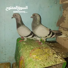  3 حمام زق لناس الغانمه