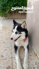  4 هاسكي أنثى للبيع