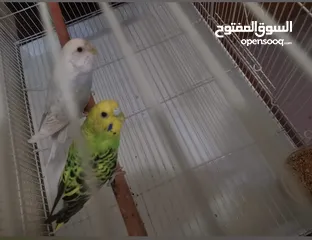 2 Budgies for sale with cage