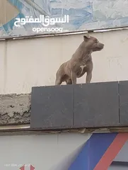  6 للبدل على طيور