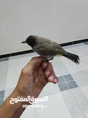  1 موجود جوز فراخ بلابل بلديه مثل العجينه نادي بيجيك طيران إلي بده فيديوه ببعثله