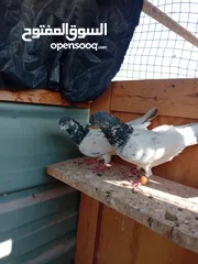  2 حمام للبيع جواز