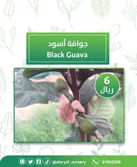  2 شتلات وأشجار الجوافة من مشتل الأرياف أسعار منافسة الأفضل في السوق  امرود کا درخت  guava