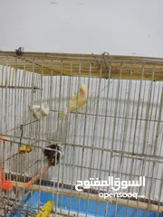  3 نقية كناري