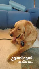  1 كلب جولدن رتريفر - Golden Retriever
