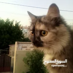  3 قطة شيرازي للبيع
