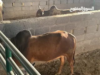  3 للبيع ابقار اثيوبيا وصومالية مطعومه طعام الدار