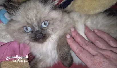  17 قطط ذكور من أصول نقيه واحد همالايا تشوكلت لونج هير بلو بوينت وواحد بريتش ريد لونج هير مقزم للجادين