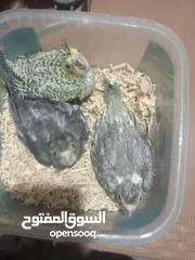  2 فراخ كوكتيل للزق اليدوي