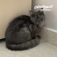  2 Home cat for free adoption  قط منزل للتبني مجانا