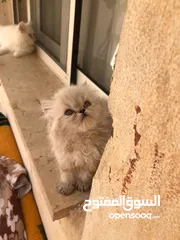  7 قطط كان هملايا بلو وهملايا اورنج عمر45 يوم