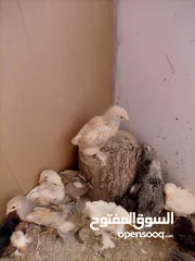  3 صيصان براهمي. عمر  شهر 5 ايام