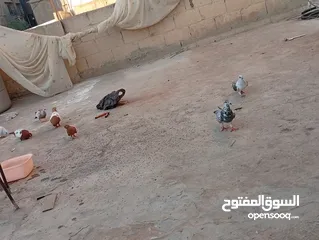  6 جواز حمام للبيع المستعجل وبسعر مغري جدا