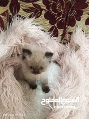  2 قطة هملايا شوكلت العمر ثلاث شهور