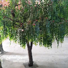  5 اشجار مثمره