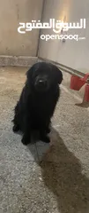  1 Black golden retriever نادر جدا