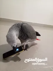  2 كاسكو مزرعة حجل ذهبي
