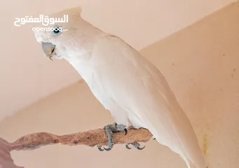  2 كوكاتو غوفن سوبر جامبو ررراقص أليف جدا تم تنزيل السعر لل370 وتمديد العرض  لاول ايام العيد تابع الوصف