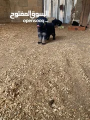  2 جراو جيرمن مستوى عالي 35 يوم