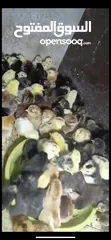  1 صوص بلدي  البزره القديمه حبات النخب من حضك والله يبارك ل صاحب النصيب..