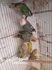 13 طور روز  ألوان بتجنن الله يبارك لصاحب النصيب. روز البينو عين حمرا. البينو بيور من انناحي