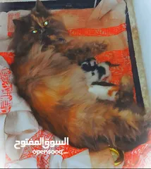  1 قطط للبيع اقرا الوصف