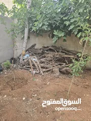  21 حطب من شجر متنوع