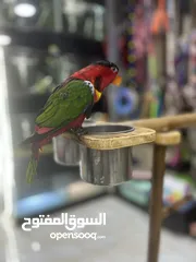  13 ببغاء اللوري رومانسي ولعوب راقص متكلم